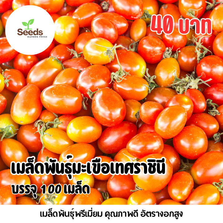 เมล็ดมะเขือเทศราชินี บรรจุ 100 เมล็ด