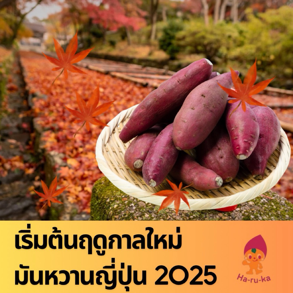 มันหวานญี่ปุ่น เบนิฮารุกะ S นำเข้าจากประเทศญี่ปุ่นแท้
