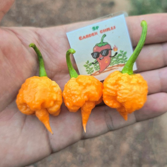 พริกแคโรไลนารีพเปอร์ สีส้ม (Orange Carolina Reaper)