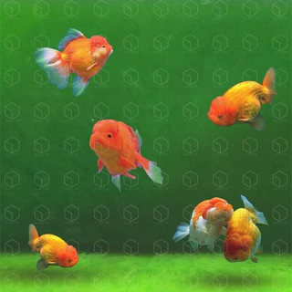 YEE ALGAE SPORE ผงสร้างตะไคร่ ผงสปอร์ตะไคร่ FISH LEBAO ปรับสภาพน้ำ ลดคลอลีน NITRIFYING BACTERIA แบคทีเรียสร้างระบบกรอง