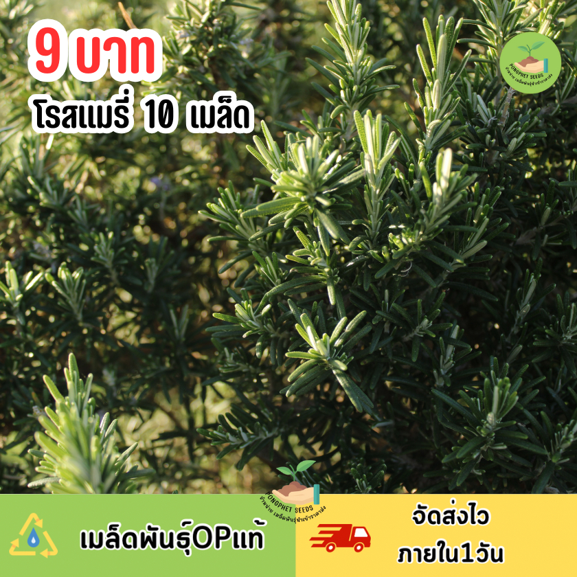 เมล็ดพันธุ์โรสแมรี่ 10 เมล็ด