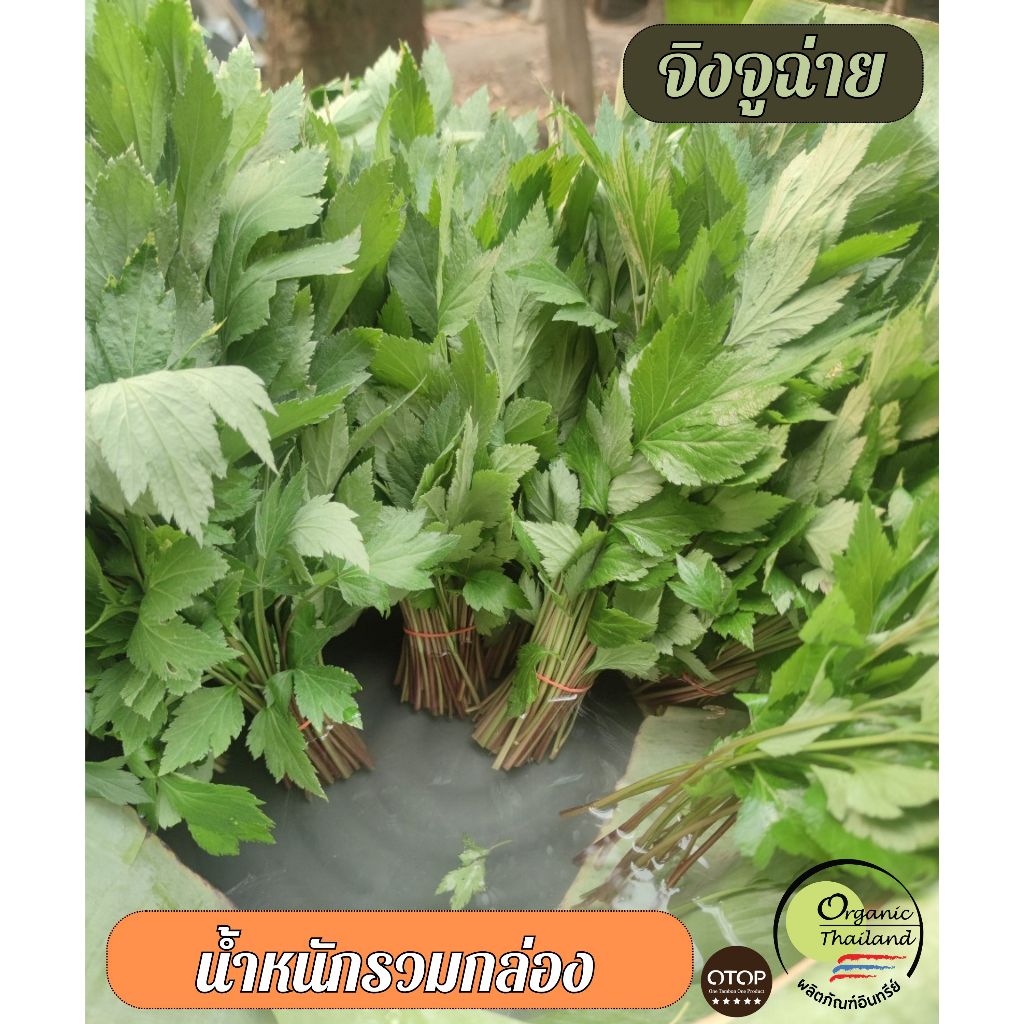 จิงจูฉ่ายออร์แกนิก 100% สดใหม่จากสวน ปลอดสารเคมี ปลูกด้วยใจมากกว่า 7 ปี