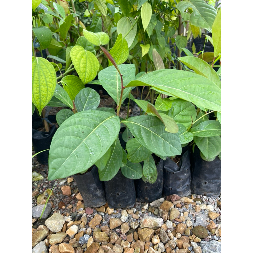 ต้นมันปู กินยอด กินใบ ใบอ่อนสีแดง กินแกล้มอาหารเผ็ด น้ำพริก