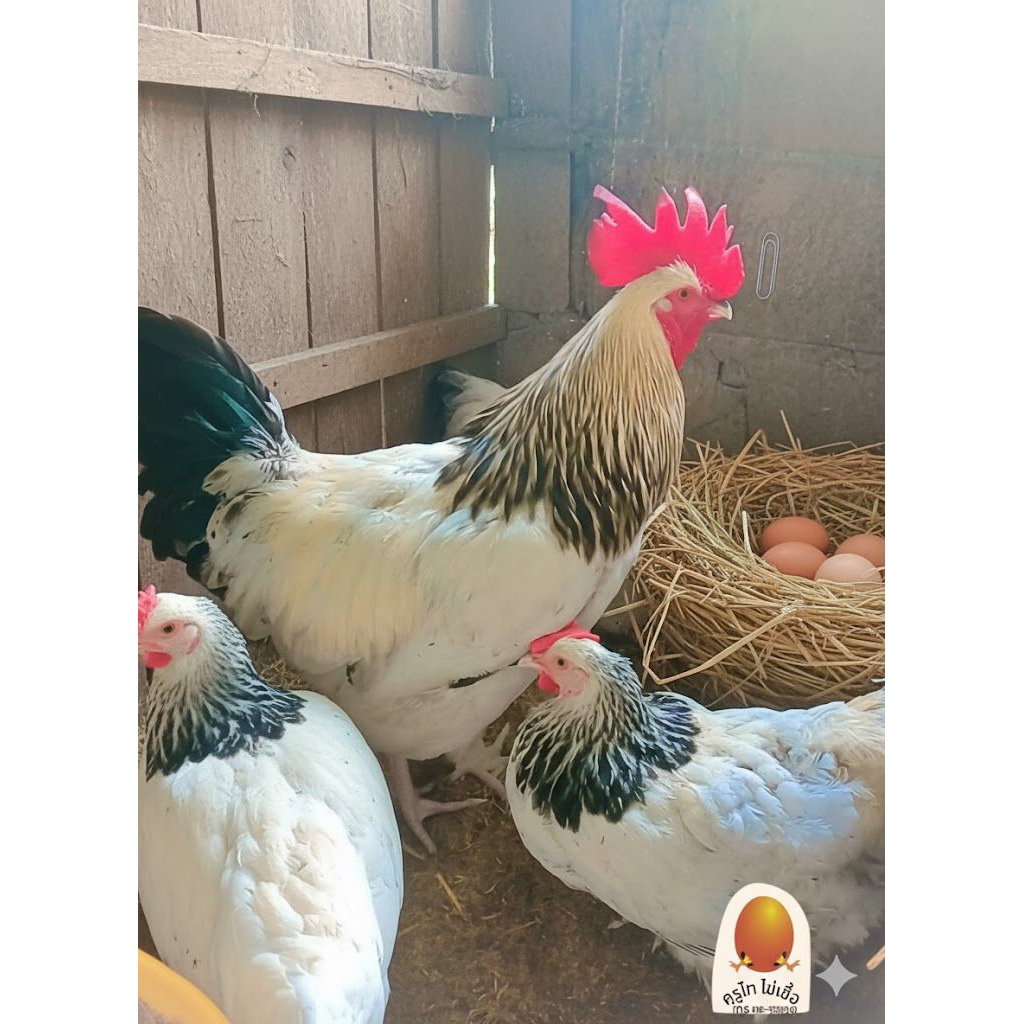 ไข่เขื้อไก่ไข่ไลท์ชัชเชค สายพันธุ์แท้รับประกันเชื้อ 80 เปอร์เซ็นต์
