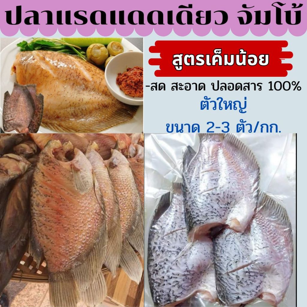 ตัวอ้วนๆ ปลาแรดแดดเดียว เนื้อปลาเยอะ เค็มน้อย สด สะอาด ปลอดสารกันบูด 100% ขนาด 2-3 ตัว/กก.
