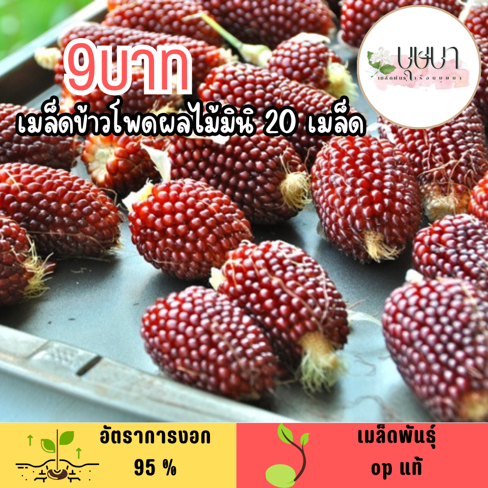 เมล็ดข้าวโพดผลไม้มินิ 20 เมล็ด
