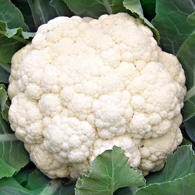 200 เมล็ด กะหล่ำดอก cauliflower seeds for planting พืชผัก รูปที่ 3