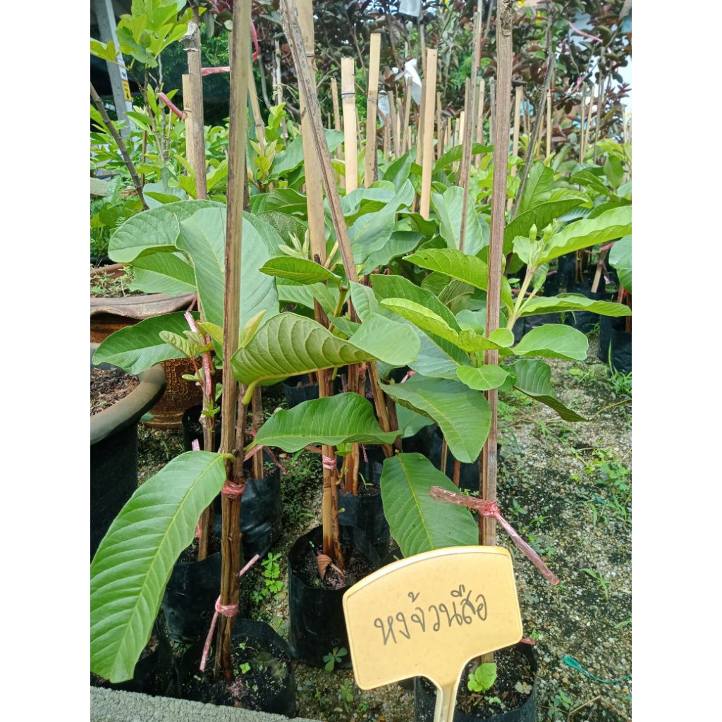 ฝรั่งไส้แดงหงส์จ้วนสือต้นเสียบยอดสูง40-60เซ็นต้นเสียบยอดสายพันธุ์แท้100%