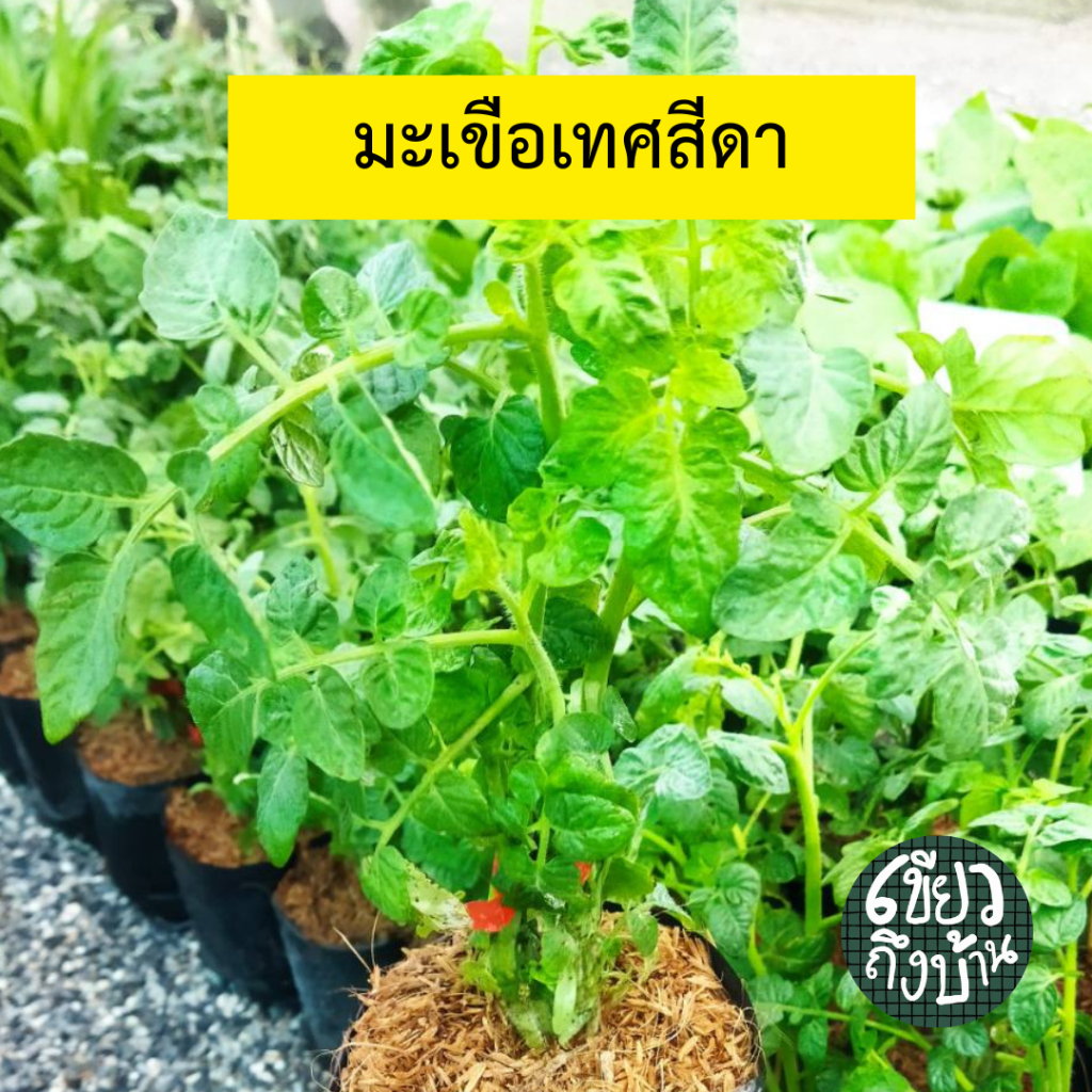 มะเขือเทศสีดา ผักสวนครัว ต้นแข็งแรง คละชนิดได้
