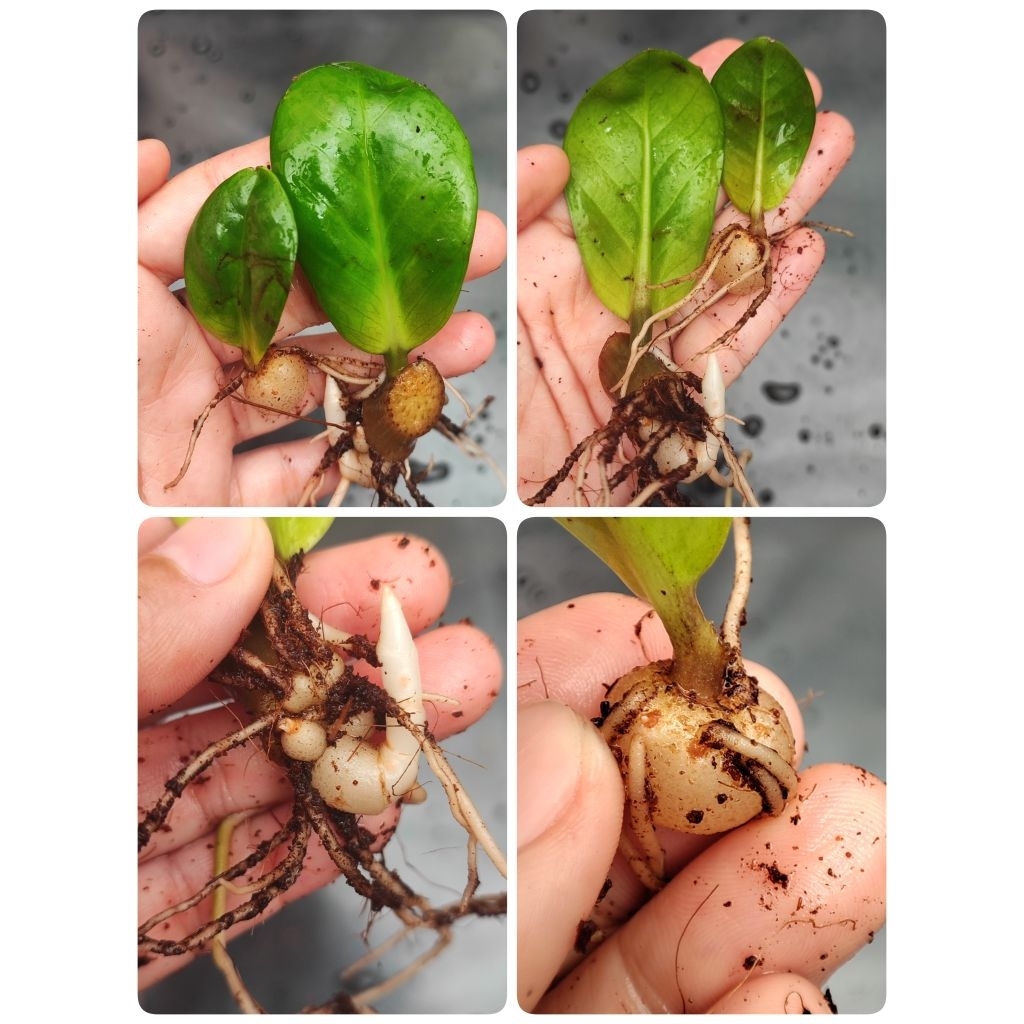 กวักมรกตแคระลุ้นด่าง/แพ็คคู่กระถาง 3 นิ้ว/อัพเดท29/10/68