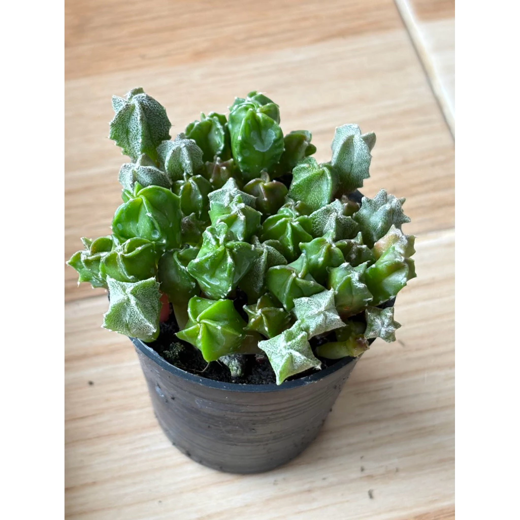 ไม้พอทแคคตัส แอสโตรไฟตั้ม ไมริโอ้ สติ๊กมา (Astrophytum Myriostigma) ในกระถาง 2.5 นิ้ว 🚛ส่งทั้งกระถาง