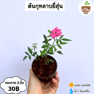 ต้นกุหลาบยี่สุ่น จัดส่ง 2 ต้นขึ้นไป คละแบบได้