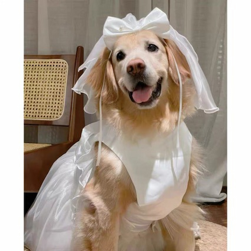 ชุดแต่งงานสุนัข/แมว ชุดราตรีเจ้าสาวหมาใหญ่ | ชุดสูททักซิโด้หมาใหญ่ ชุดเจ้าบ่าว พรีเวดดิ้ง วันเกิด - รูปที่ 4