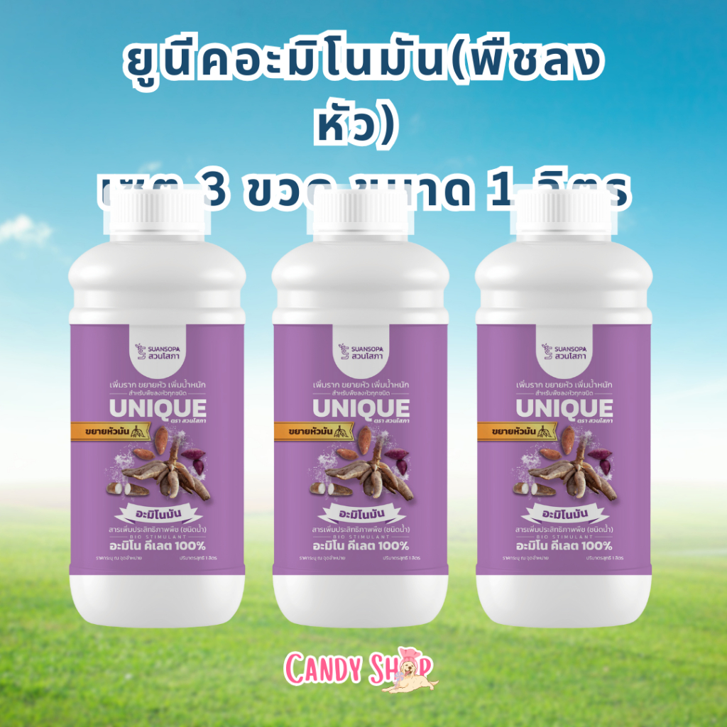 ยูนีค อะมิโนมัน เซต 3 ขวด ขยายหัวมัน ช่วยกระตุ้นการลงหัว   ช่วยเพิ่มแป้ง   เพิ่มขนาด หัวใหญ่ น้ำหนักดี