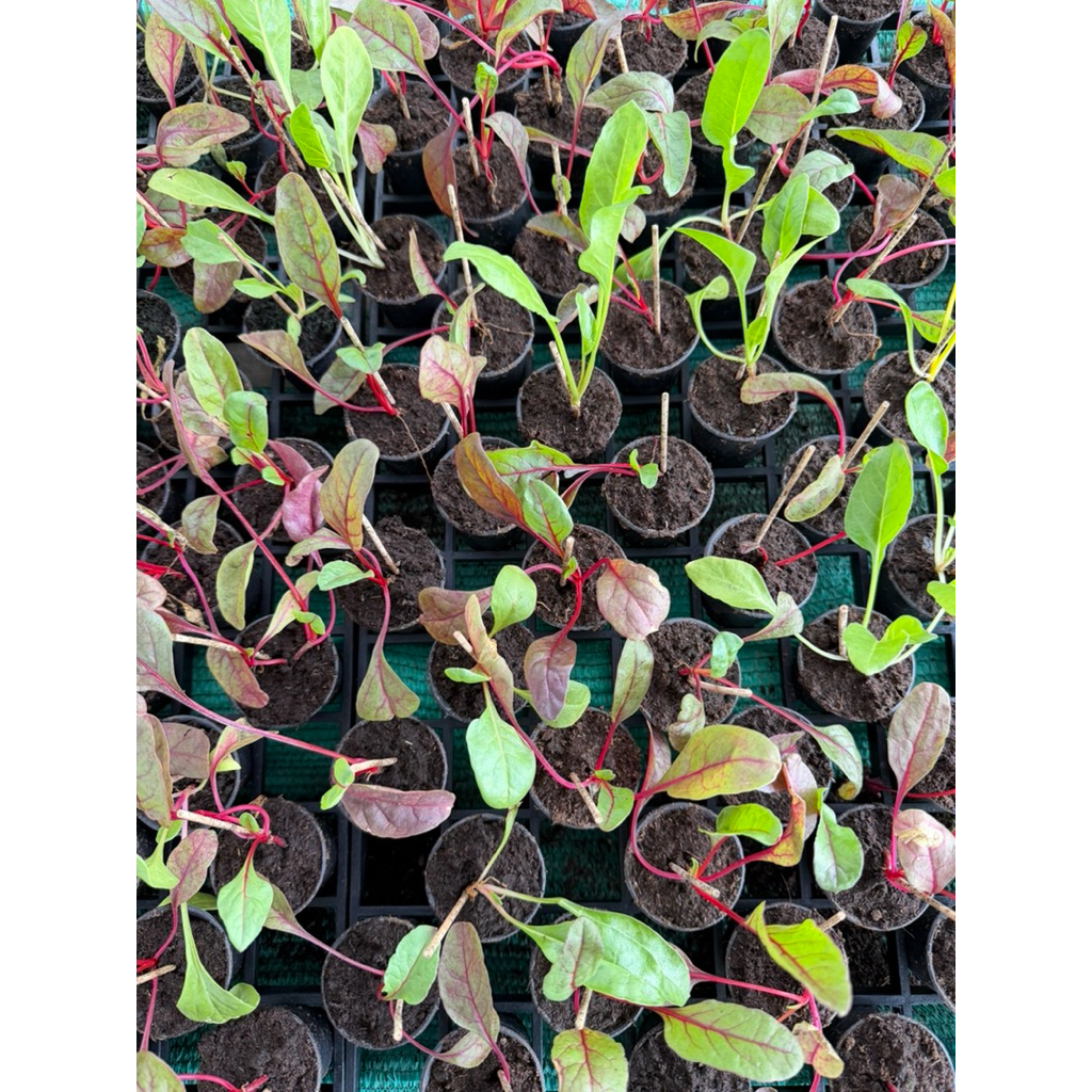 ต้นกล้าสวิสชาร์ด คละสี (Swiss Chard mix Colors) รากเดินดี สามารถนำไปปลูกต่อได้ กระถาง 2 และ 4 นิ้ว - รูปที่ 4