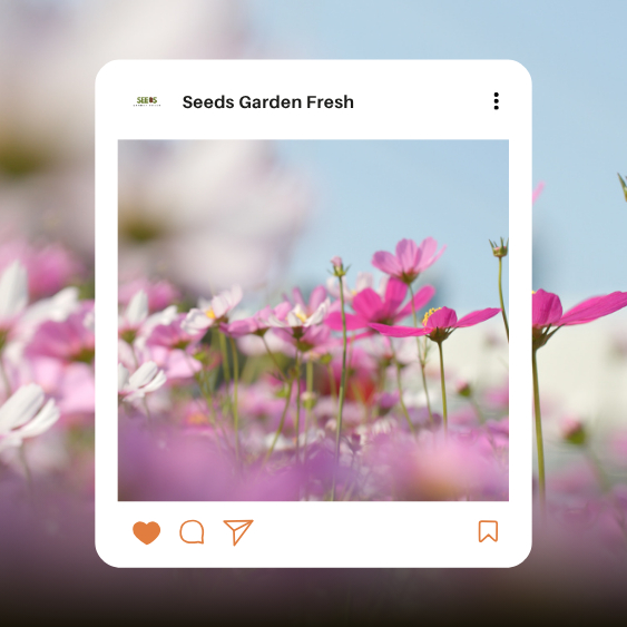 สุดคุ้ม!! เมล็ดพันธุ์ดอกคอสมอสคละสี (Cosmos) แดง ขาว ชมพู - รูปที่ 3