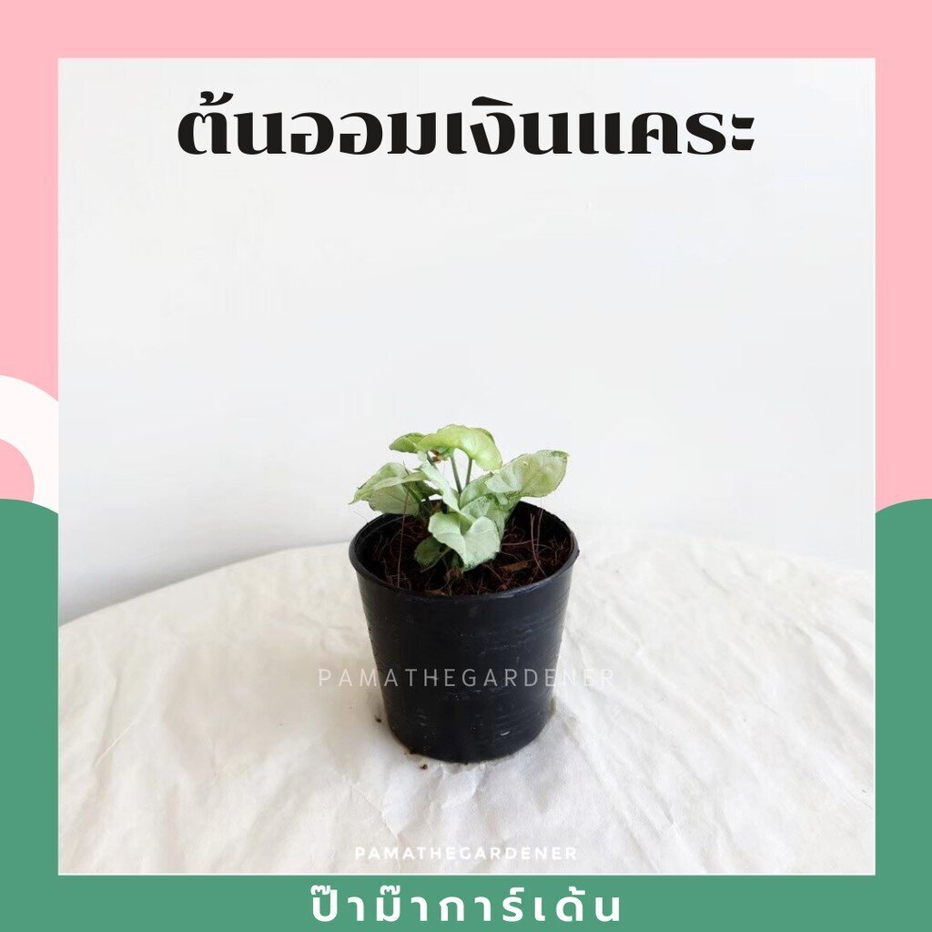 มุมมอง 2