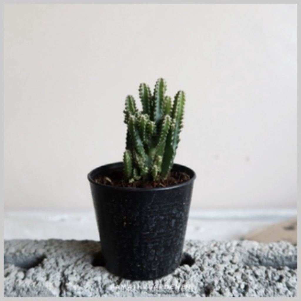 มุมมอง 2