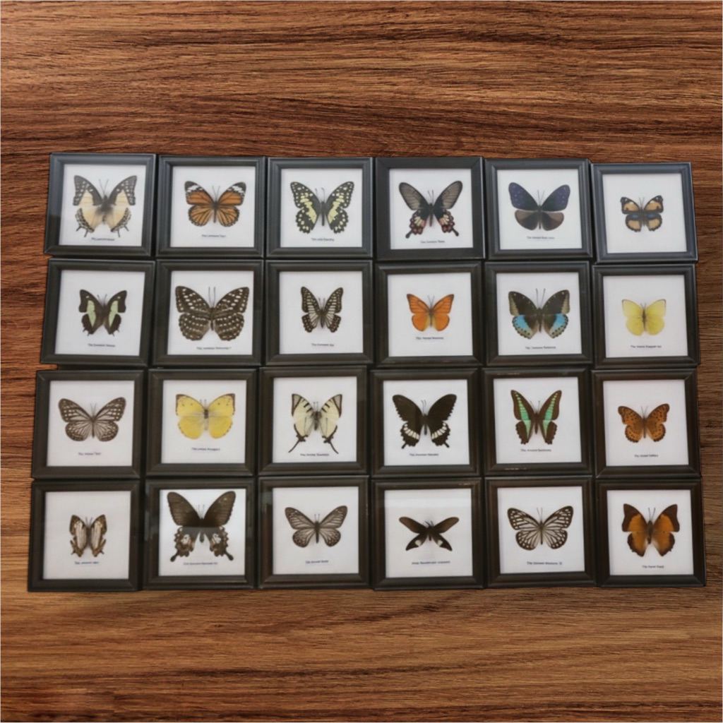 ผีเสื้อสต๊าฟกรอบ 4x4นิ้ว(Real Butterfly)