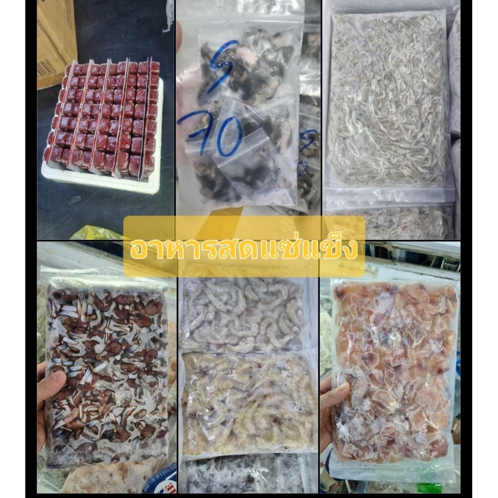 หนอนแดง กุ้งฝอย กุ้งขาวตัดหัว กบ เนื้อปลาหลังเขียว ไรฝุ่นเเช่แข็ง