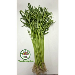 ผักบุ้งจีน สด สะอาด รับประกันคุณภาพ