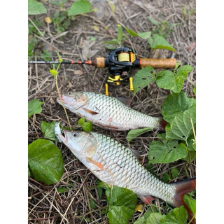 Polygon 46 | เหยื่อ Jerkbait Tamtidbet ขนาด 4.6 ซม. หนัก 5.4 กรัม ตกปลากระสูบ ปลากระพง