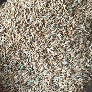 เมล็ดหญ้านวลน้อย 100 กรัม แถมฟรีปุ๋ย เร่งราก เร่งโต เข้มข้น ปลูกได้ 25-50 ตรม พร้อมส่ง