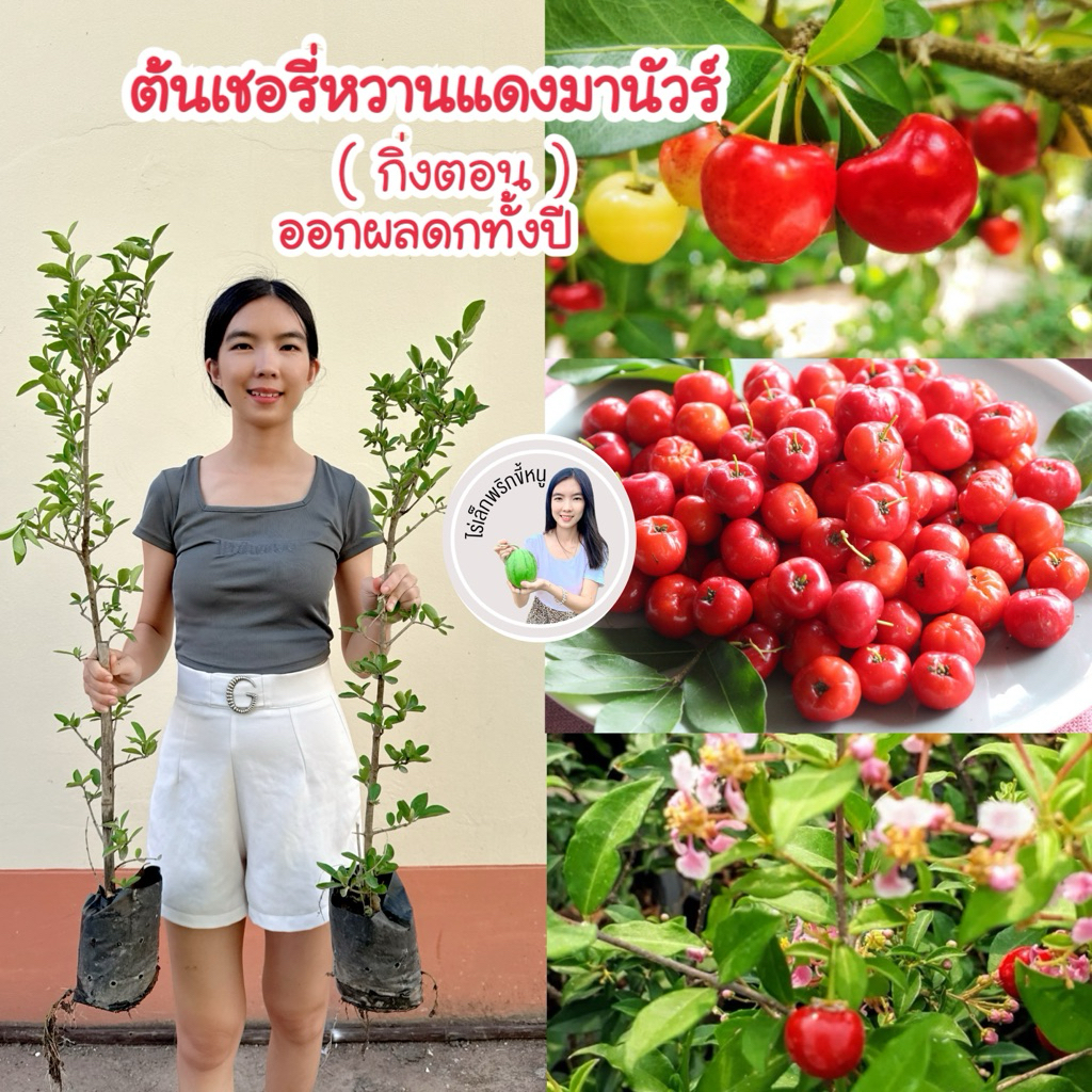 #ต้นเชอรี่แดงมานัวร์ (กิ่งตอน)สูงราว80-1 เมตร 3-5 เดือนติดผล ติดลูกตั้งแต่อยู่ในถุงดำ