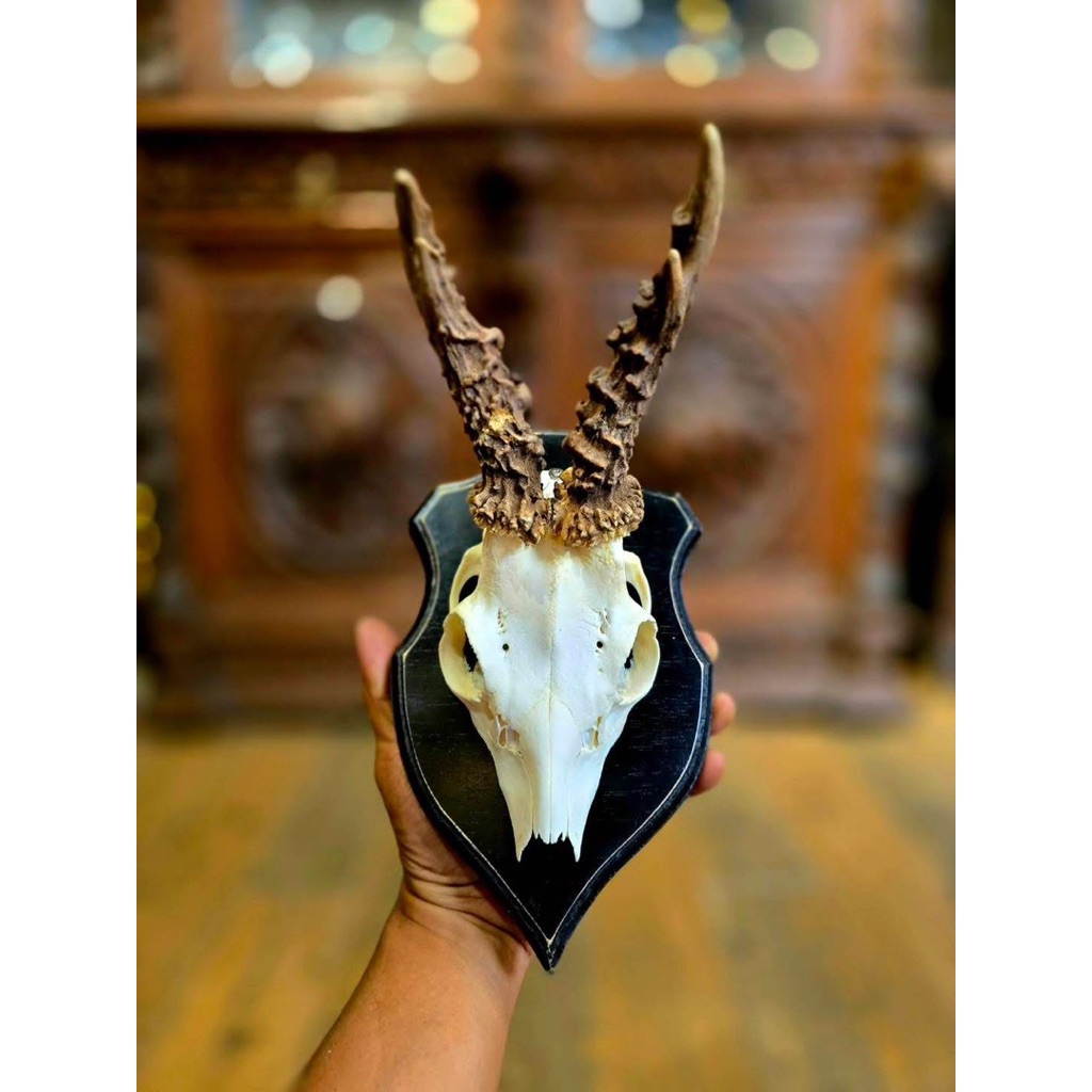 นำเข้า 🦌✨ กะโหลกกวางโรเดียร์ (Roe Deer Skull) พร้อมเขาเต็มฟอร์ม งานจริงจากธรรมชาติ✨🪵  ชิ้นงานคุณภาพส