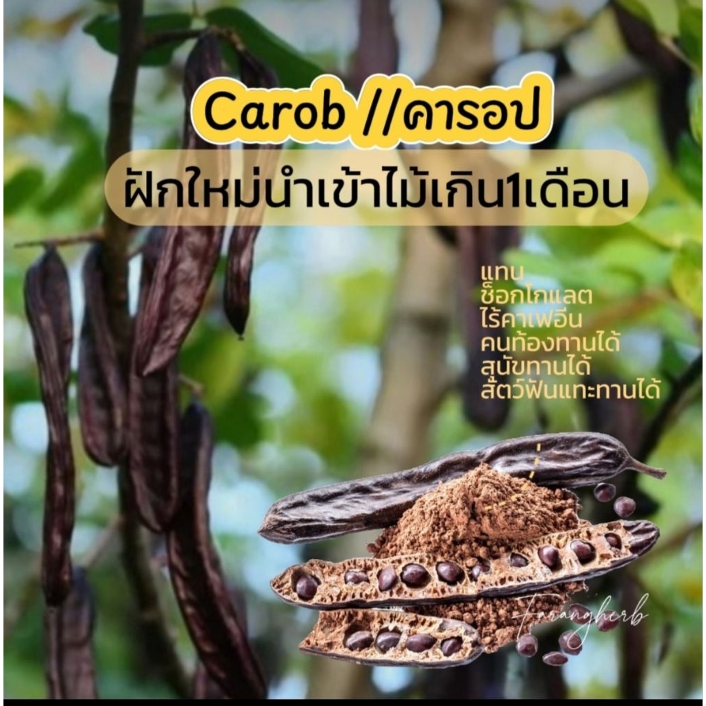 เมล็ดพันธุ์ ฝักคารอป//carob  ขีดละ 250บาท ลดพิเศษขีด200บาท