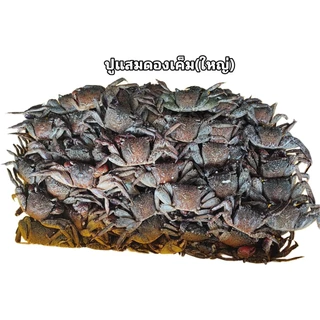 ปูเค็มดองเกลือ ปูแสม ตัวใหญ่ ตัวเล็ก 500 กรัม 1 กิโล ตำส้มตำ ทำหลน พร้อมส่ง
