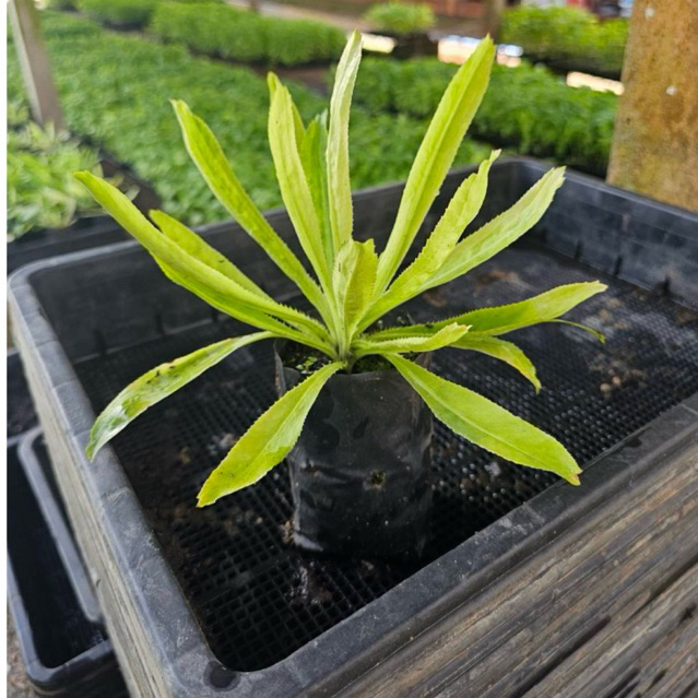 🌱 ต้นกล้าผักชีใบเลื่อย (ผักชีฝรั่ง) สด แข็งแรง พร้อมปลูก 🌱