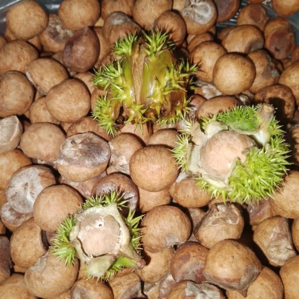 เมล็ดลูกกอ  เกาลัดเมืองไทย ขนาด1กิโล