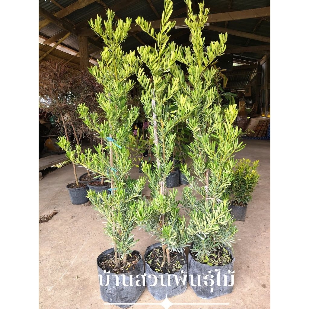 ต้นสนใบพาย ต้นสูง 1.3-1.5 เมตร