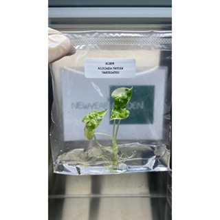 ไม้เนื้อเยื่อ: อโลคาเซียฟรายเด็คด่างขาว: Alocasia Frydek Alb…