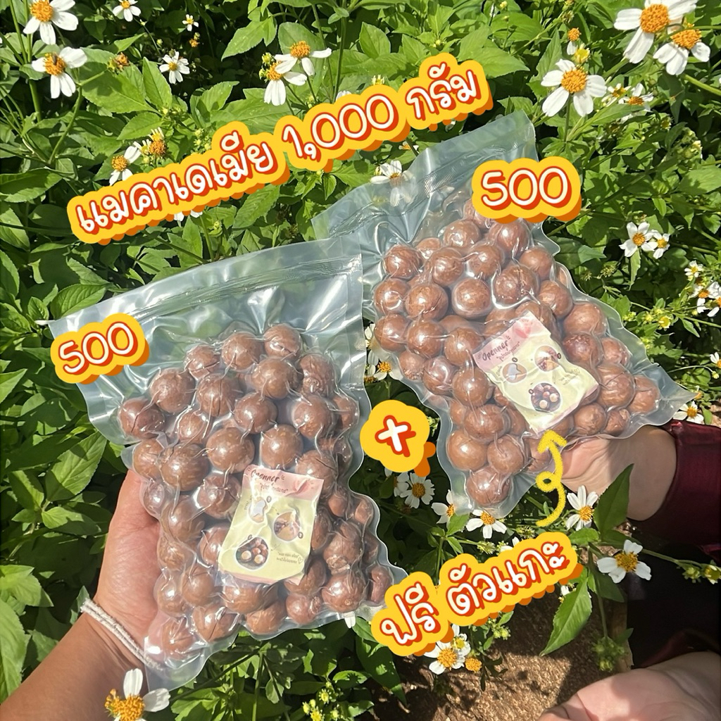 [โปรเปิดร้านใหม่❤️]แมคคาเดเมียกะลาอบทำรอย (500g 2ถุง) ฟรีตัวแกะ