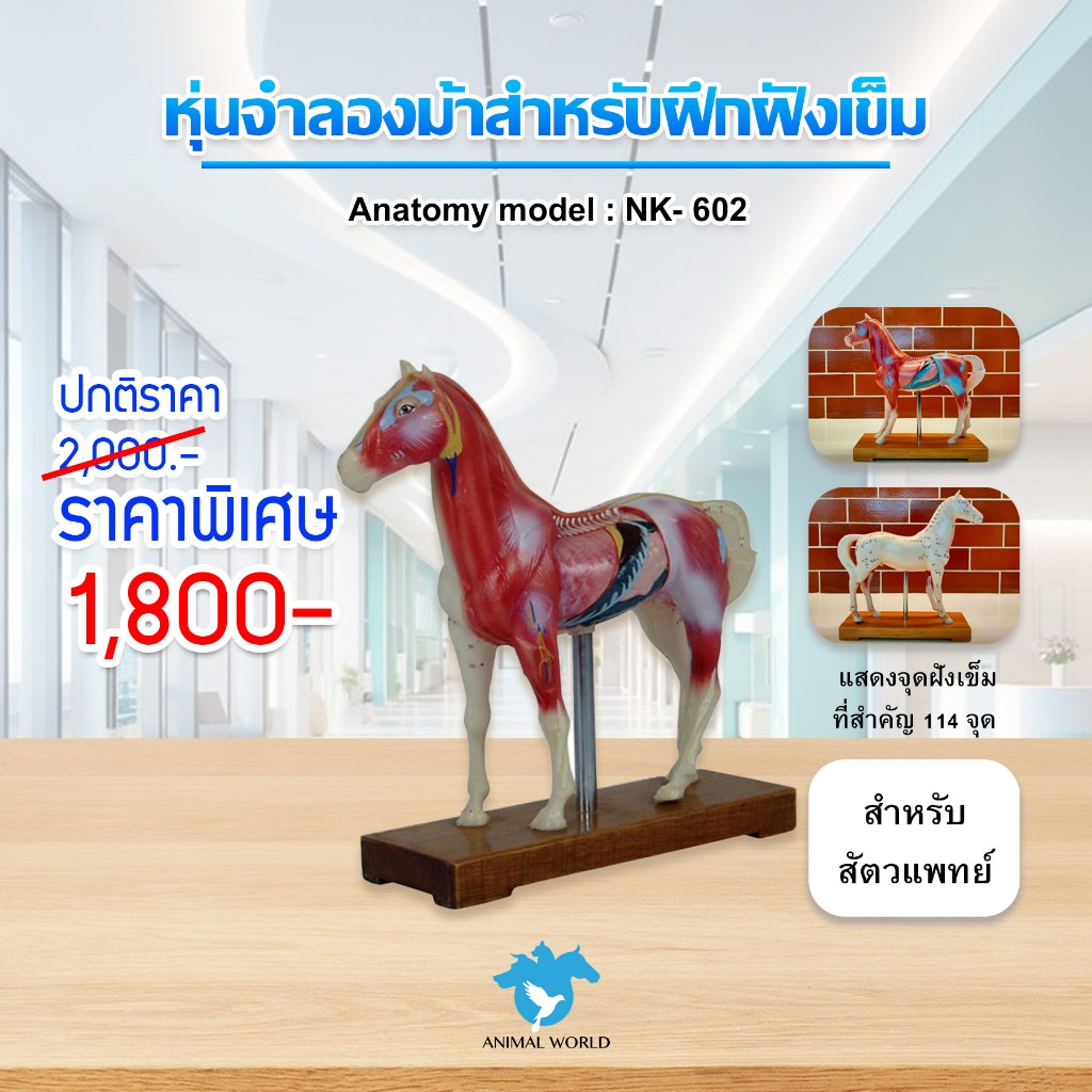 Anatomy model: NK- 602 หุ่นจำลองม้าสำหรับฝึกฝังเข็ม