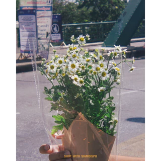 SiamDispo เลนส์ฟิล์ม Sunny Daisy Edition ✿❀ ให้ภาพฟีลฟิล์ม เลนส์จากกล้องใช้แล้วทิ้ง Dispo Lens