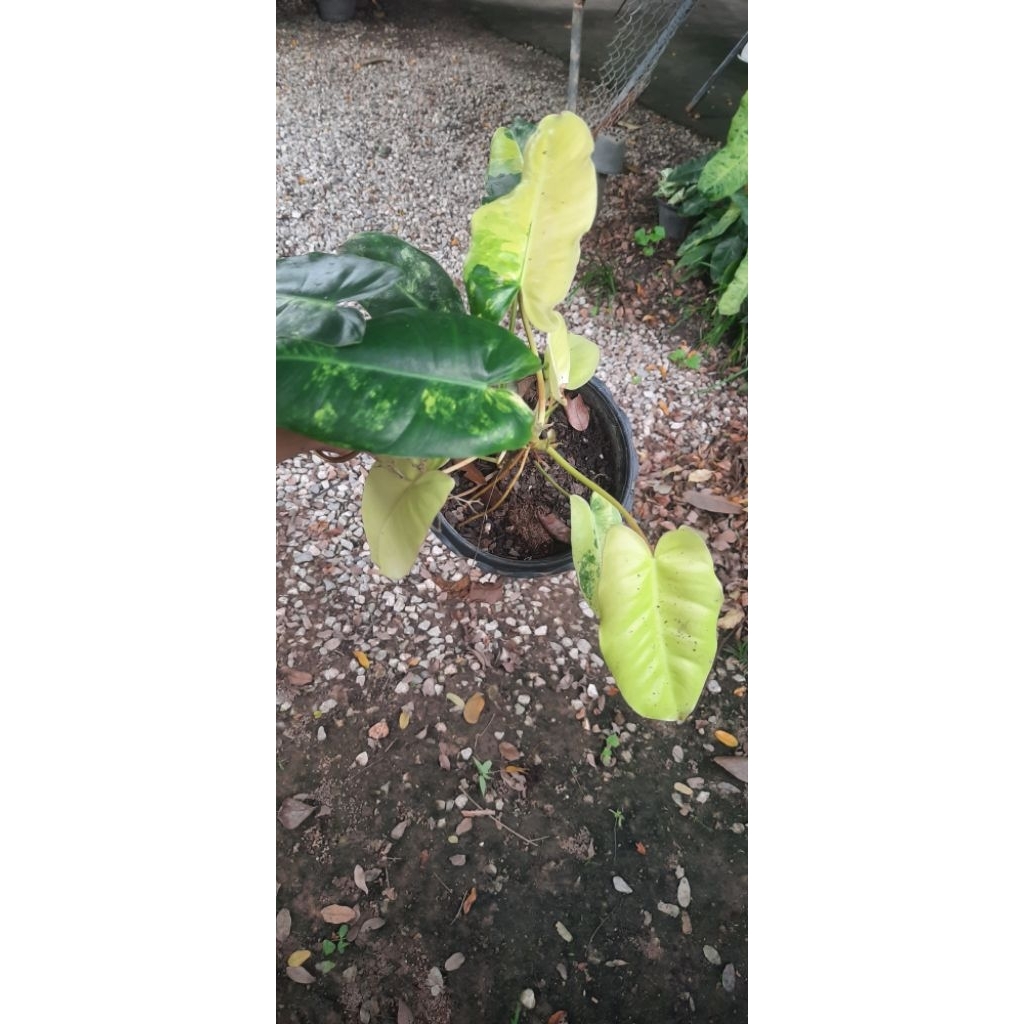 Plant89เบอร์เบิ้ลมาร์คด่างเทพ