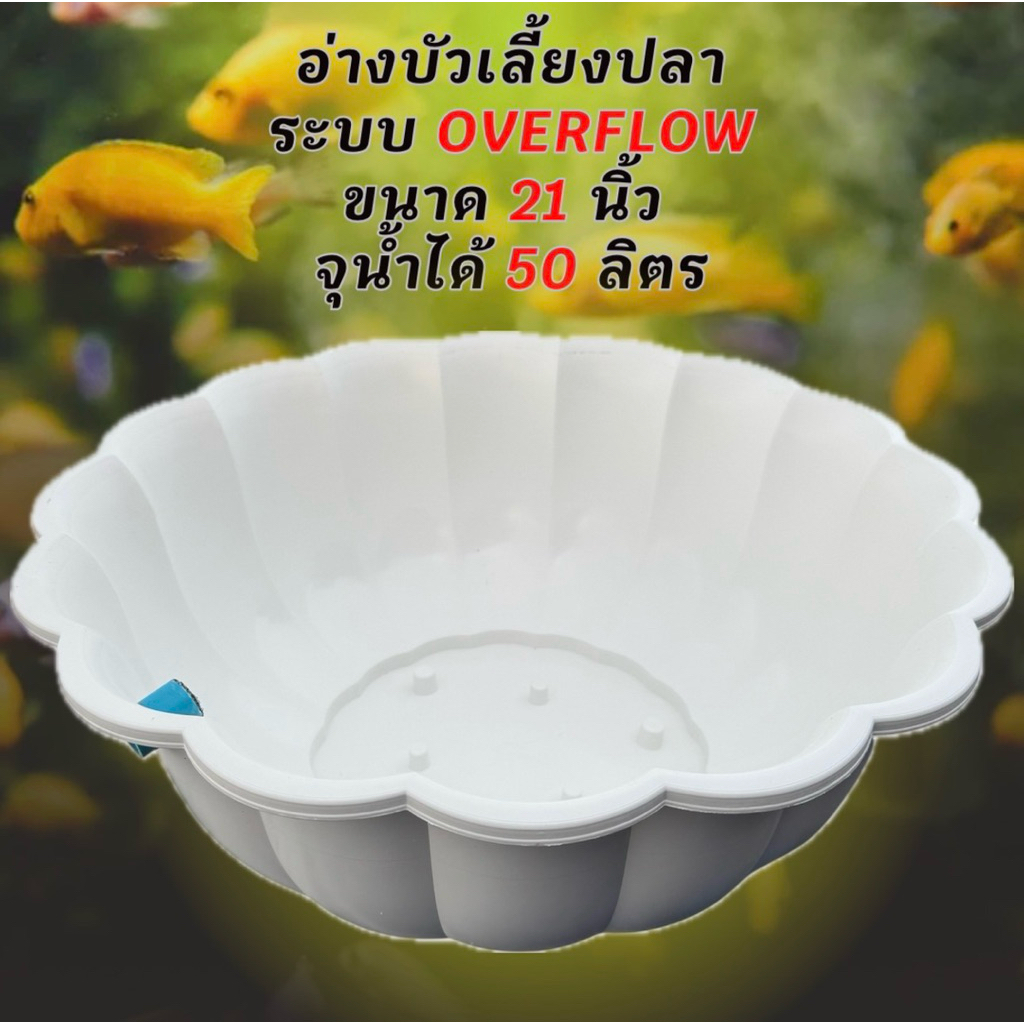 อ่างบัวเลี้ยงปลา สีขาวท่อสีฟ้า ขนาด 21 นิ้ว ระบบoverflow จุน้ำได้ 50 ลิตร อ่างเลี้ยงปลา อ่างปลา อ่าง