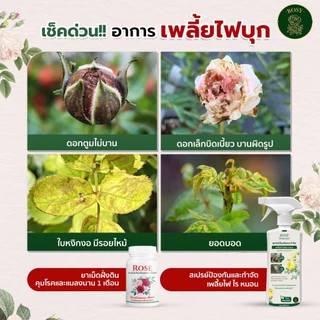 Rosy ยาเม็ดฝังดิน ป้องกันก่อนเกิดโรคและแมลง คุมนาน 1 เดือน เสริมภูมิต้านทาน ผนังเซลล์แข็งแรงทนต่อการเจาะดูดของแมลง