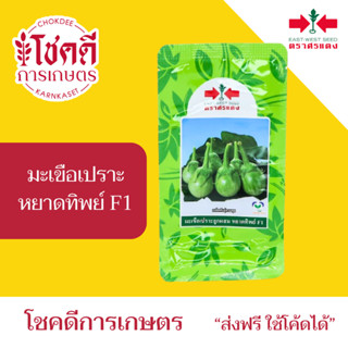 มะเขือเปราะ หยาดทิพย์ F1 เมล็ดพันธุ์ มะเขือ มะเขือจาว มะพร้า…