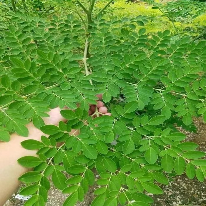 การจัดสวน bonsai moringa tree 5 เมล็ด เมล็ดมะรุม