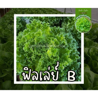 เมล็ดสลัด ยอดนิยม 300 เมล็ด คัดเกรด AAA+ ส่วนลด ราคาถูกลง อัตราการงอกดีเยี่ยม คัดมือ100%