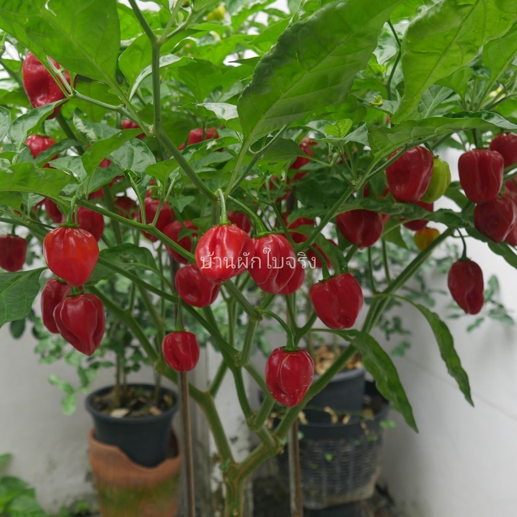 Habanero​ ต้นกล้าพริกฮาบาเนโร ในกระถาง3นิ้ว