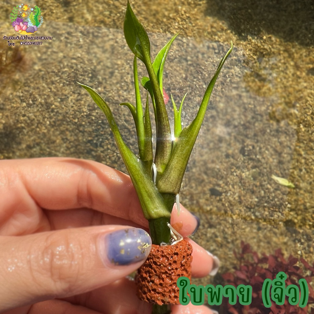 ใบพาย (จิ๋ว) ใส่ตู้ใส่โหลปลากัด เหมาะสำหรับใส่กับปลากัด