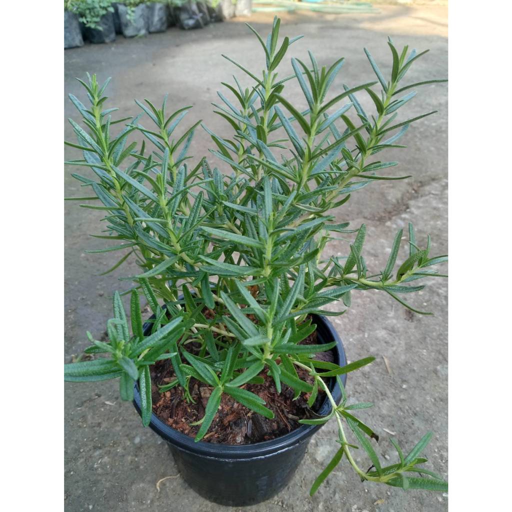 Rosemary (โรสแมรี) สมุนไพรกลิ่นหอม เสริมภูมิคุ้มกัน โรสเมรี่กระถาง5 นิ้วส่งทั้งกระถาง