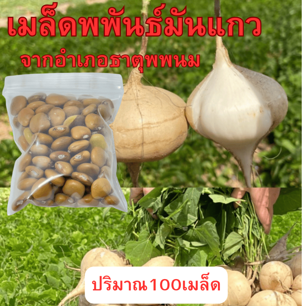 เมล็ดพันธุ์มันแกว มันเภา 100เมล็ด