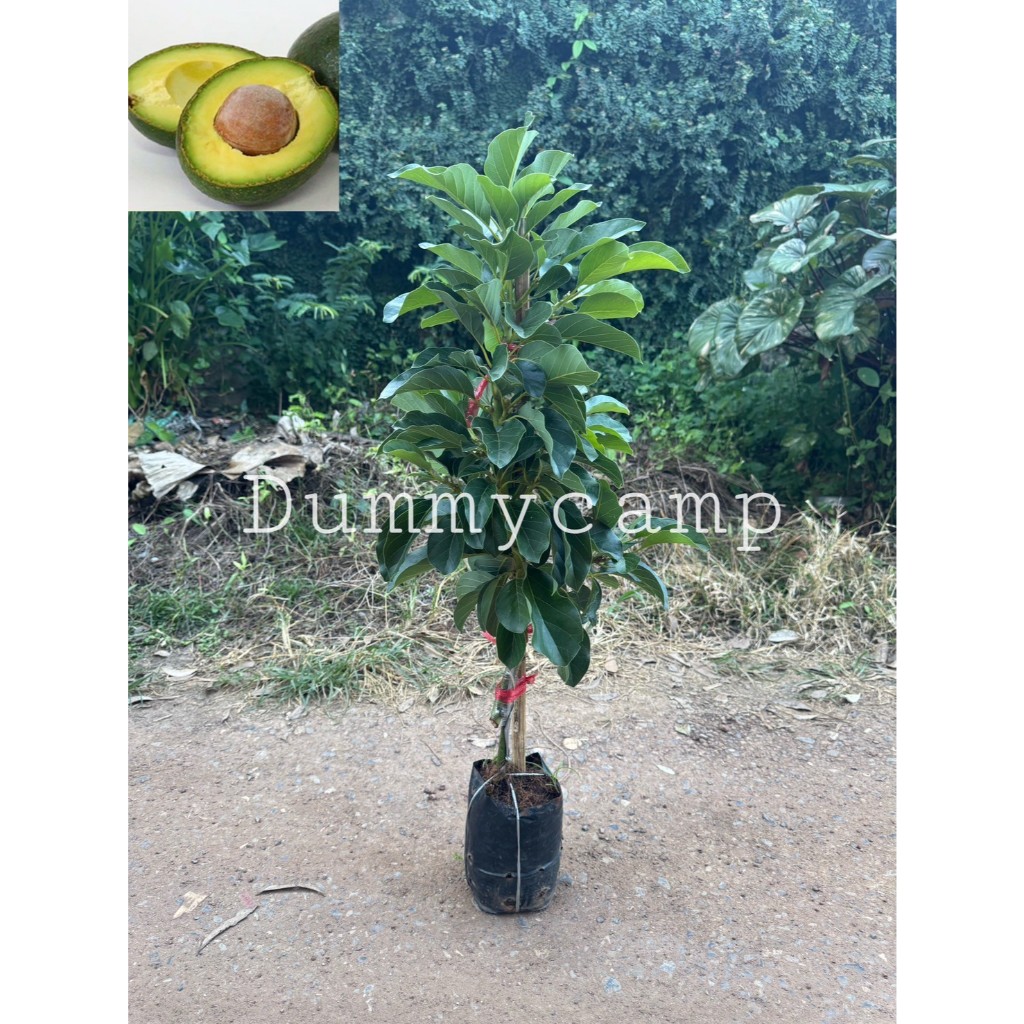 ต้นอะโวคาโด ปีเตอร์สัน ทาบกิ่ง สูง50-60ซม พร้อมปลูก