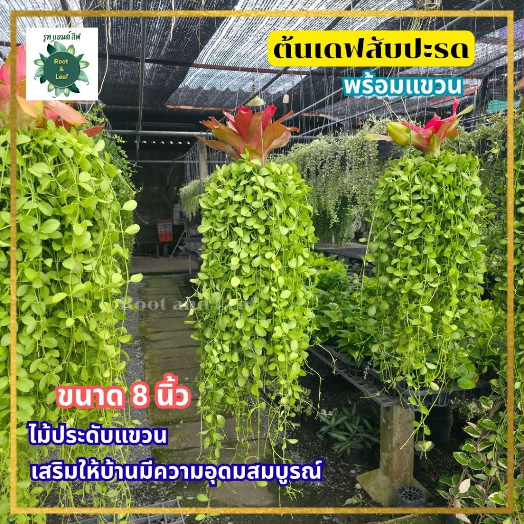 ต้นเดฟสับปะรด ขนาด 8 นิ้ว พร้อมแขวน 1 ต้น ไม้ประดับแขวน เสริมให้บ้านมีความอุดมสมบูรณ์